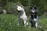 AKITA INU 346